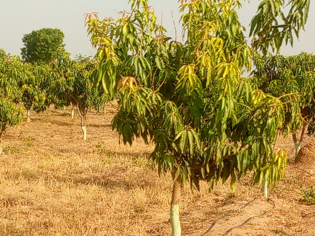 Mango at CDA